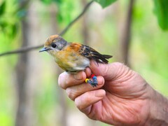 Rarotonga Monarch photo 3