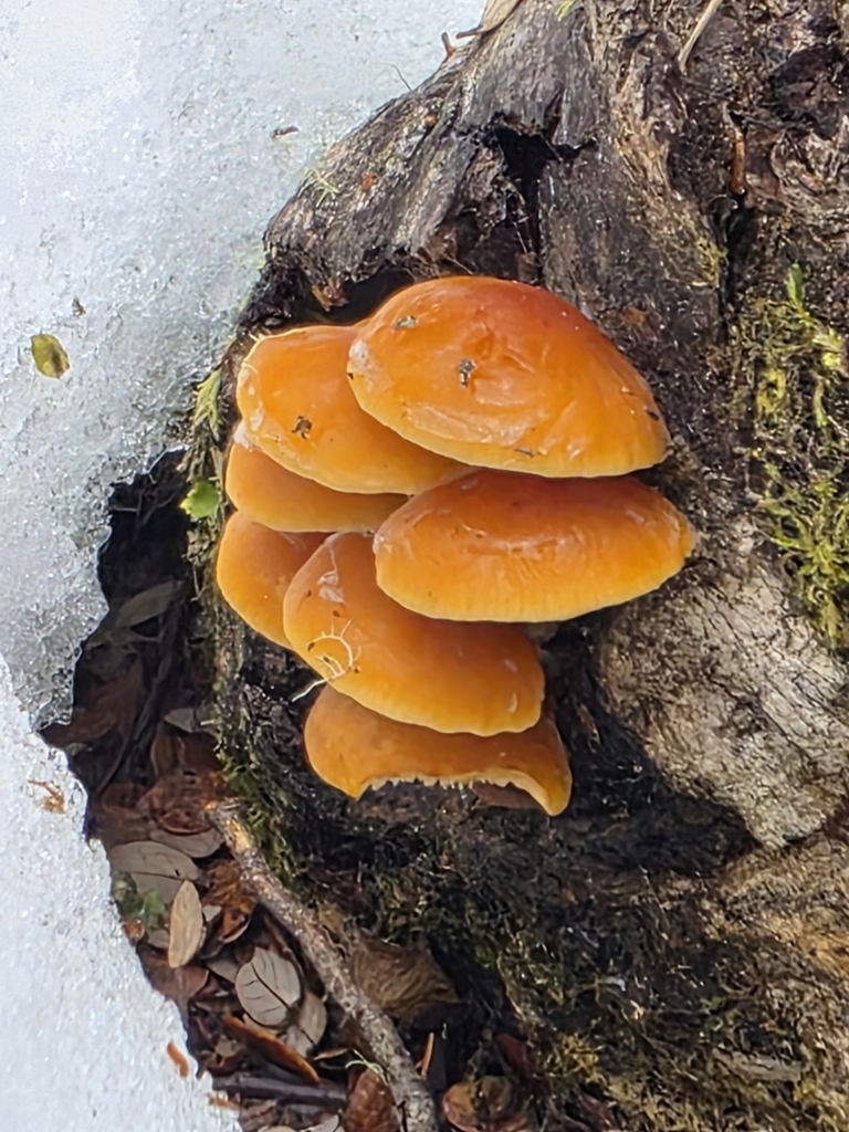 Flammulina velutipes · June 2025 · photo: © nicnation (iNaturalist, cc-by)