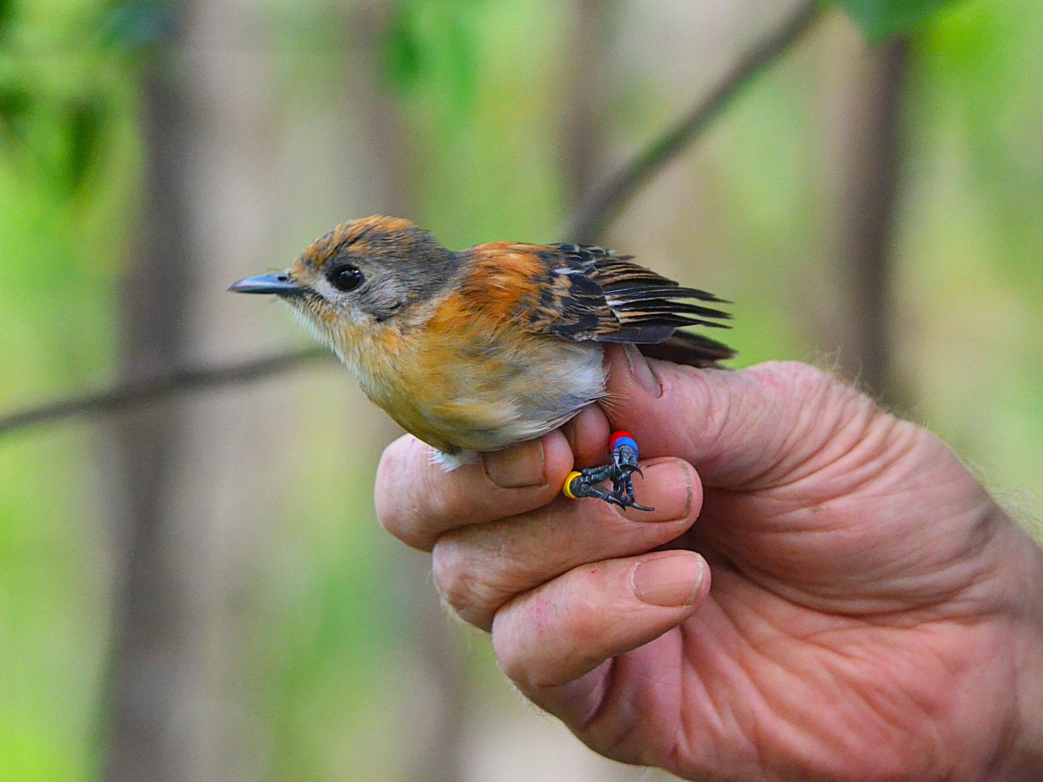 Rarotonga Monarch (Pomarea dimidiata), photo 8