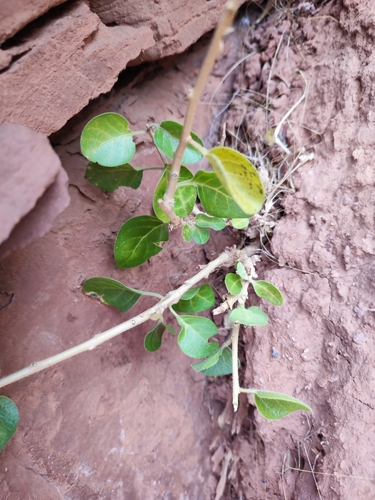 Withania frutescens