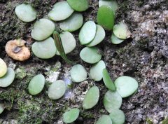 Lemmaphyllum microphyllum