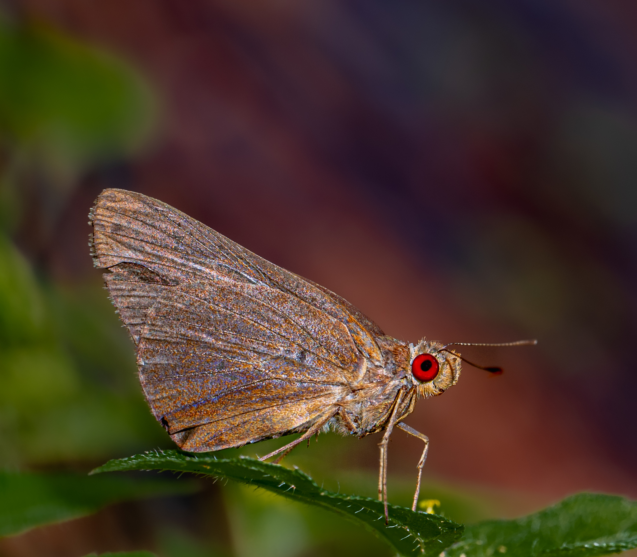 Common Branded Redeye
