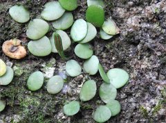 Lemmaphyllum microphyllum