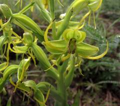 Habenaria jaliscana