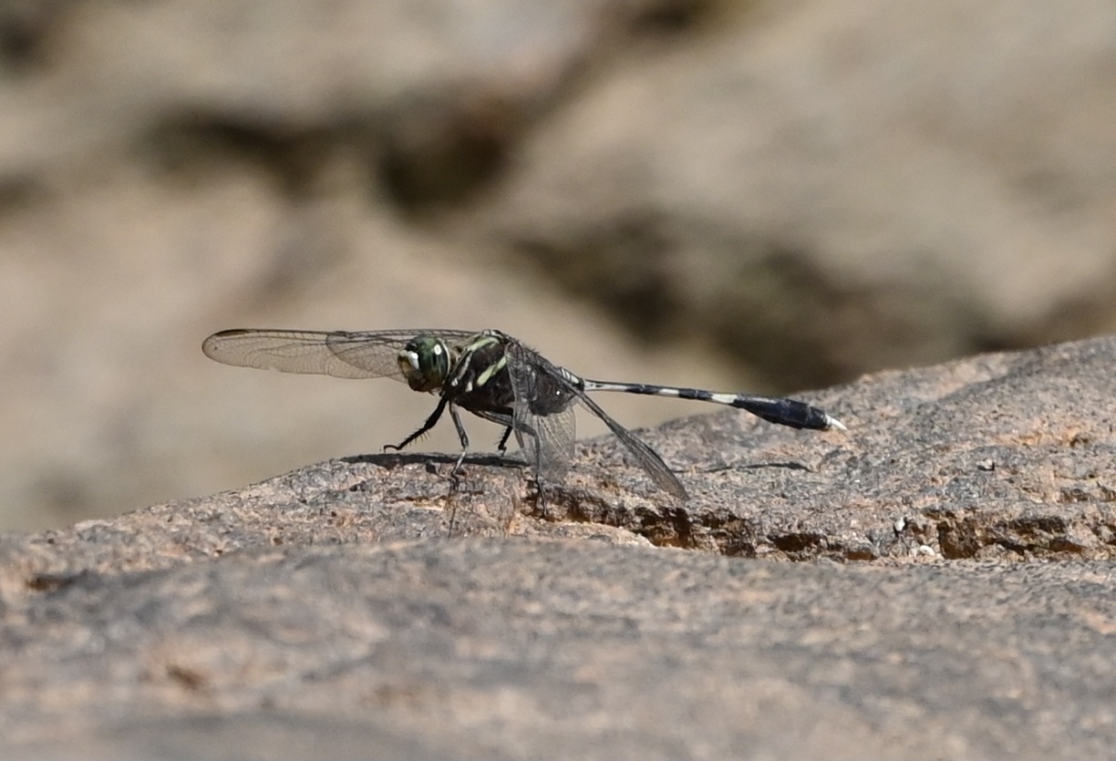 Slender Skimmer