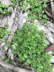 Hydrocotyle foveolata