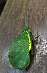 Chloracantha hilleri