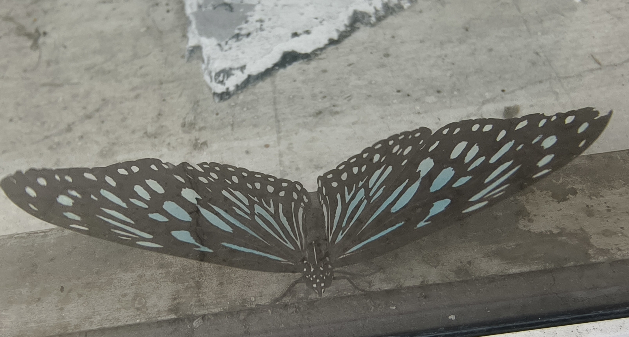 Dark Blue Tiger