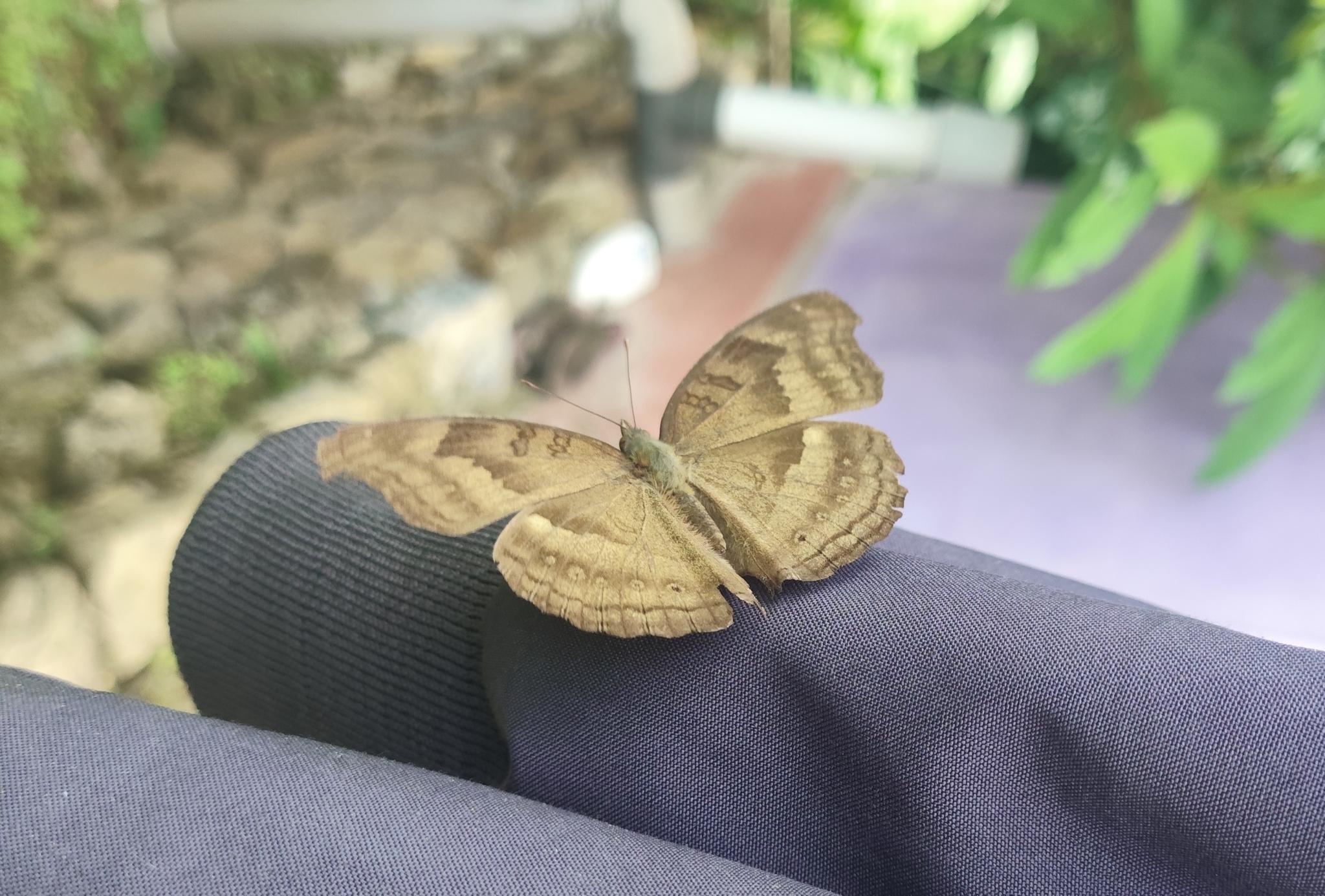 Chocolate Pansy