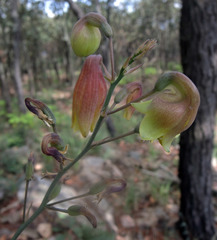 Prochnyanthes mexicana