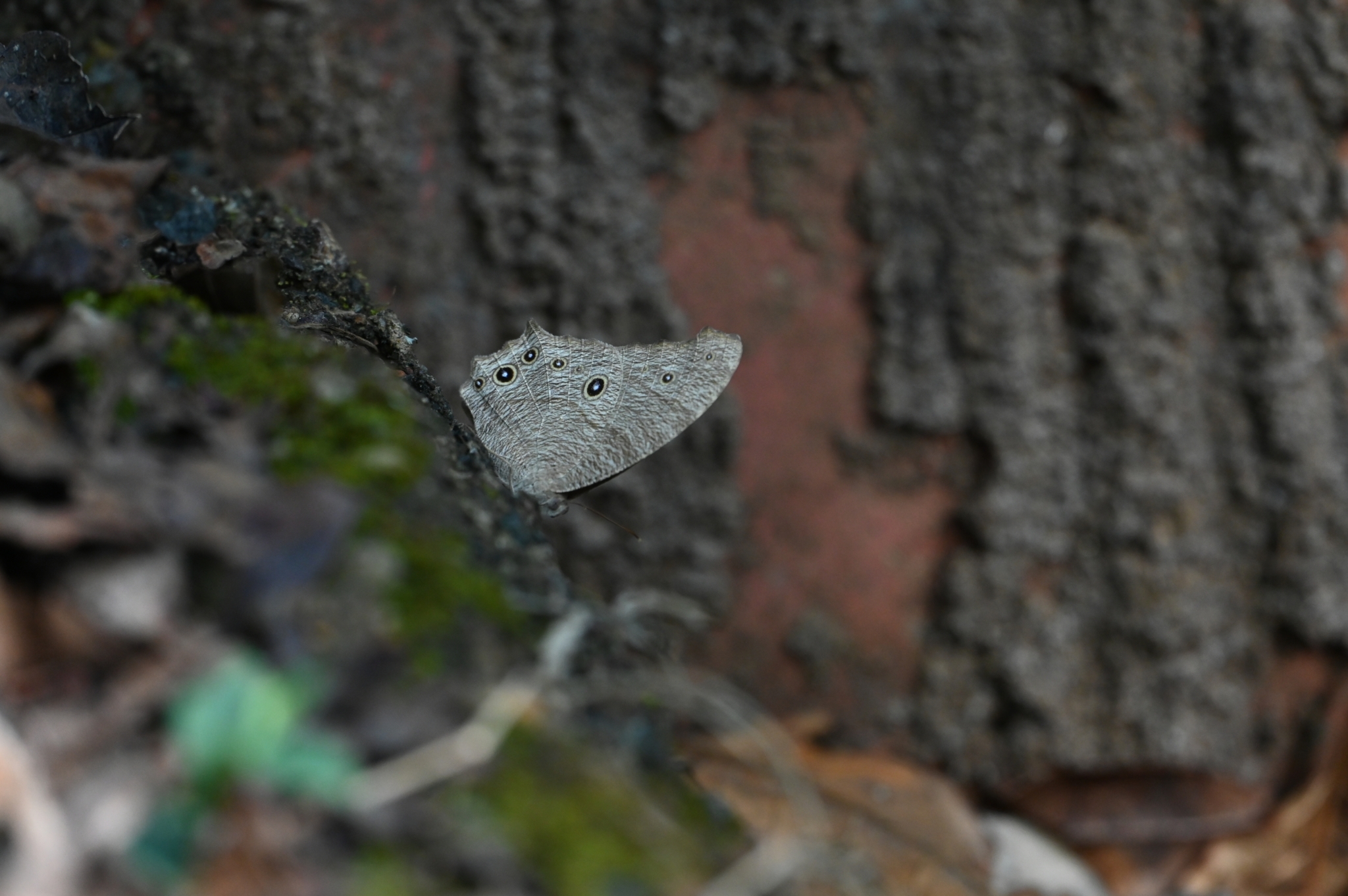 Common Evening Brown
