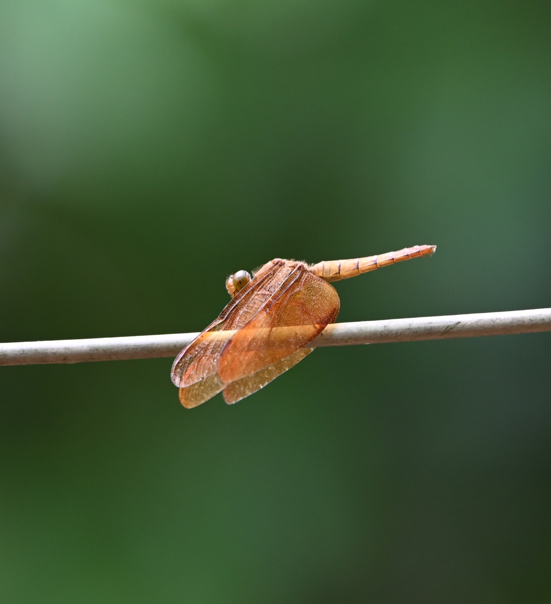 Fulvous Forest Skimmer