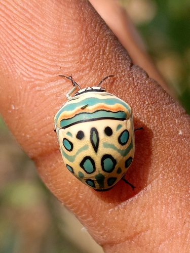 Picasso Bug
