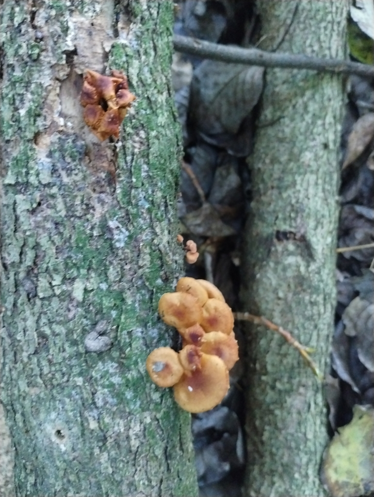 Flammulina velutipes · June 2025 · photo: © notdoriangray (iNaturalist, cc-by)