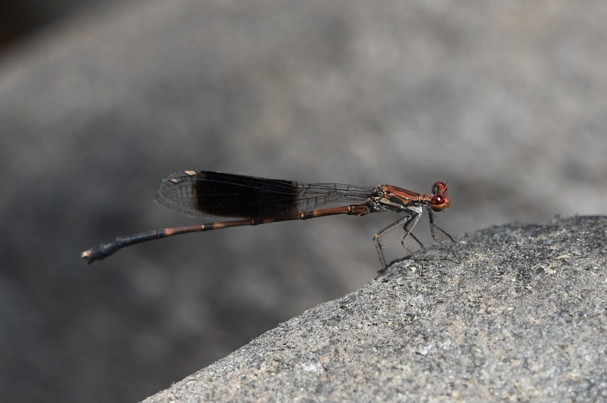 Black-Banded Threadtail