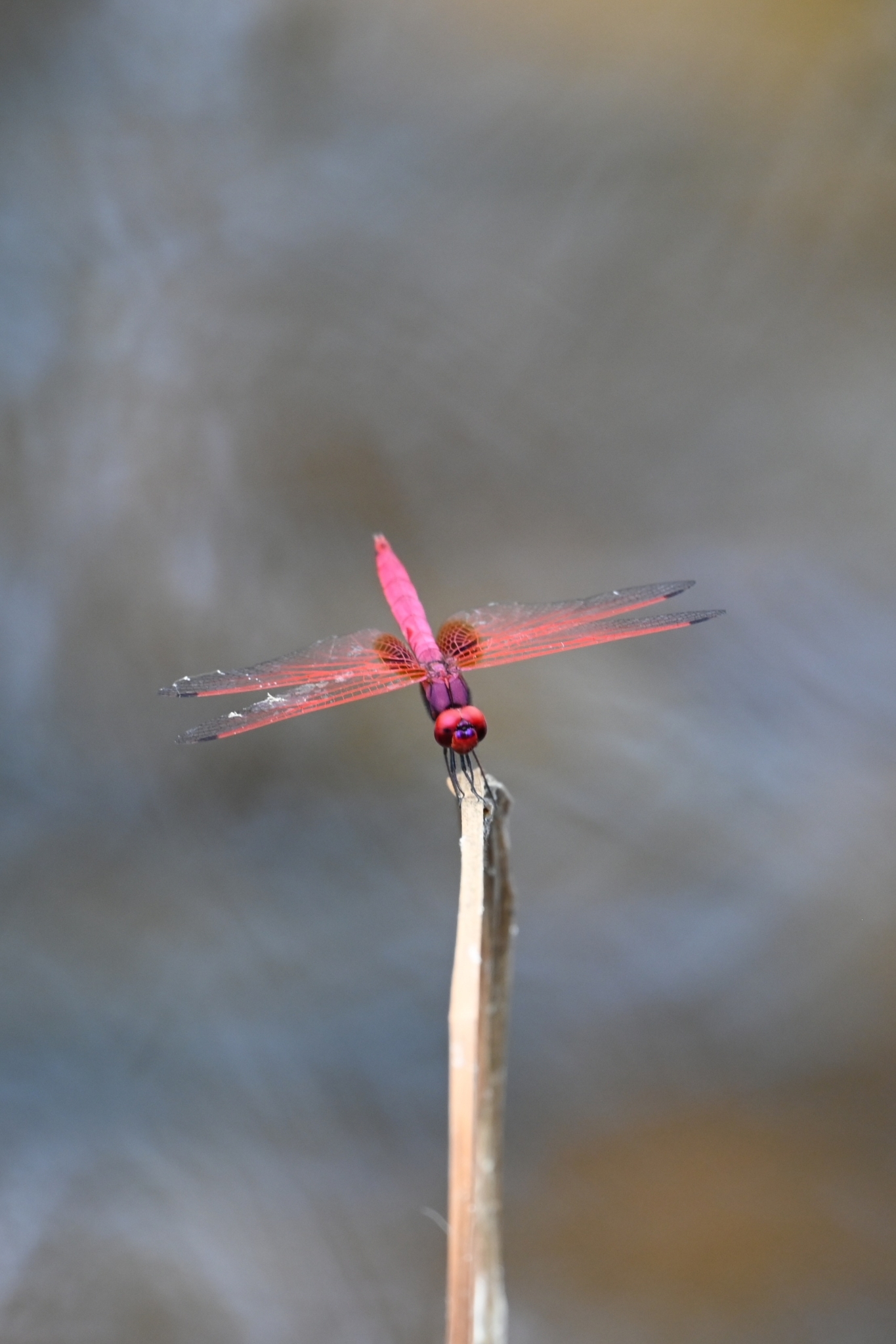 Crimson Marsh Glider