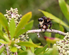 Mallophora bomboides