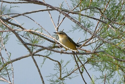 Sedge Warbler
