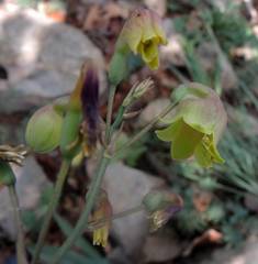 Prochnyanthes mexicana