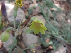 Prochnyanthes mexicana