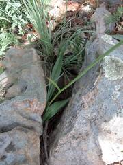 Prochnyanthes mexicana