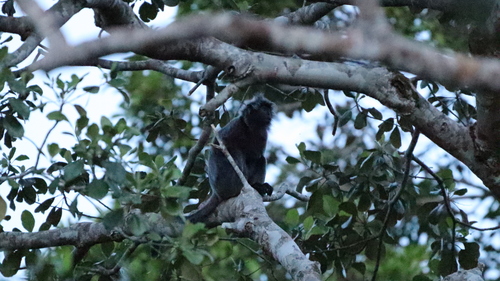 Trachypithecus cristatus