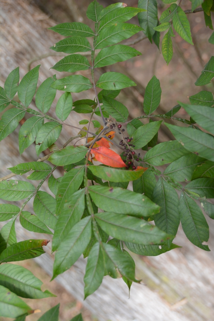 shining sumac from Bernheim on September 21, 2019 by edbdvm · iNaturalist