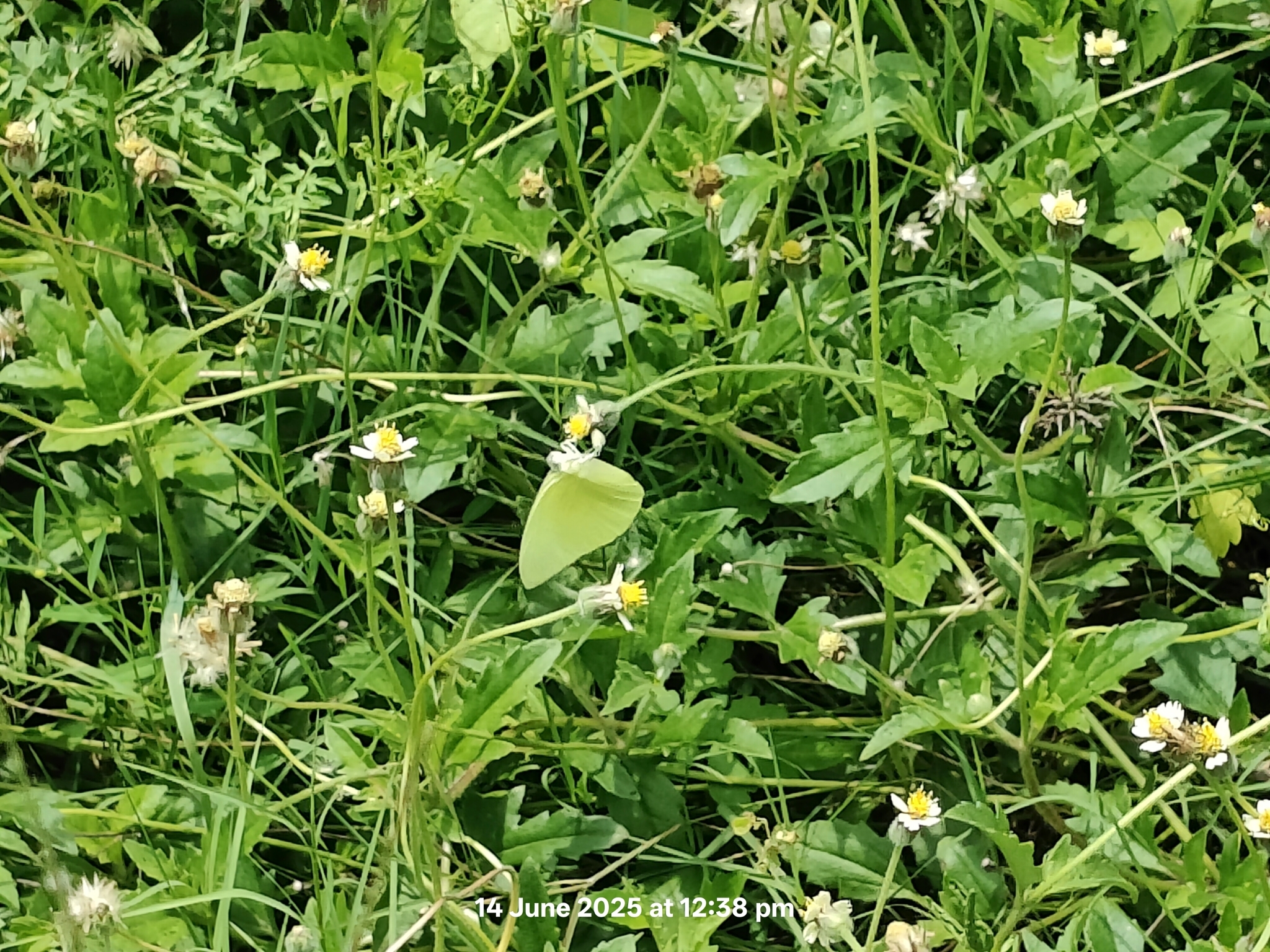 Lemon Emigrant