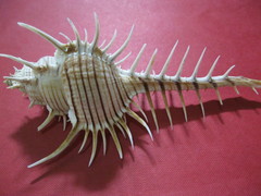 Murex tenuirostrum
