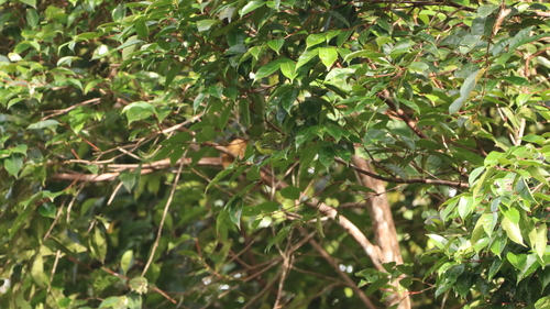 Aegithina viridissima