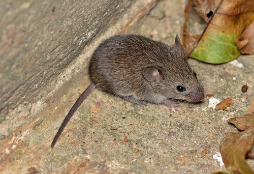 Northern Pygmy Mouse