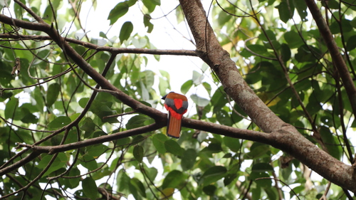 Harpactes duvaucelii