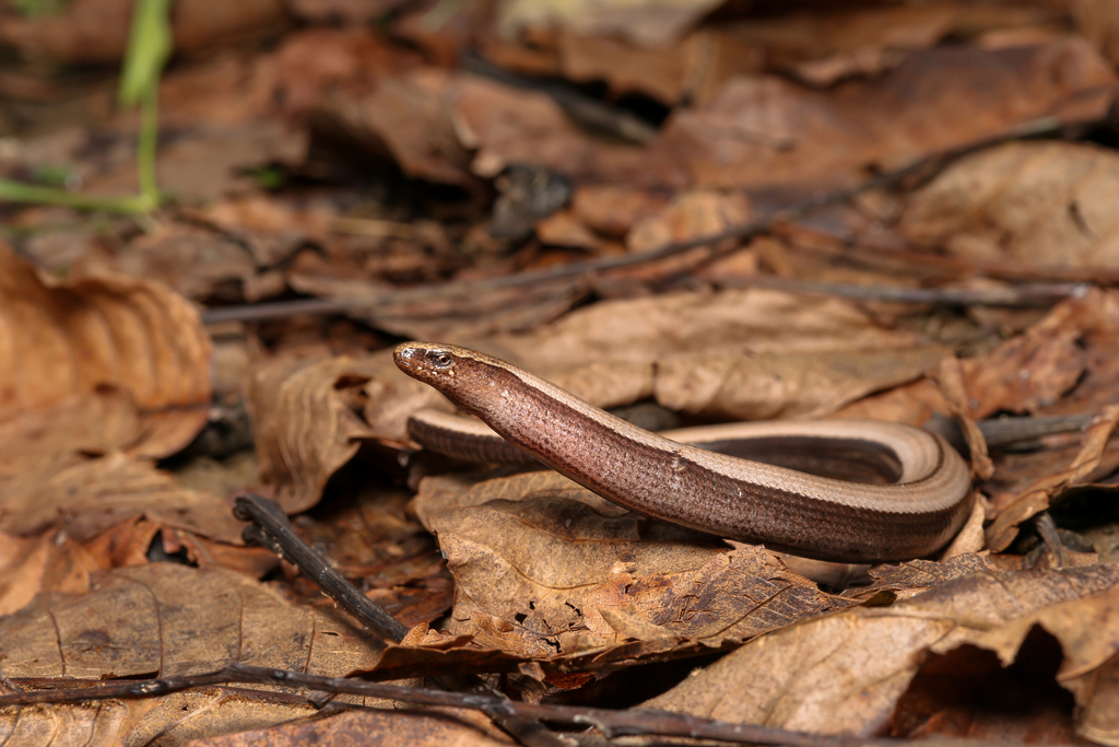 Greek Slow Worm