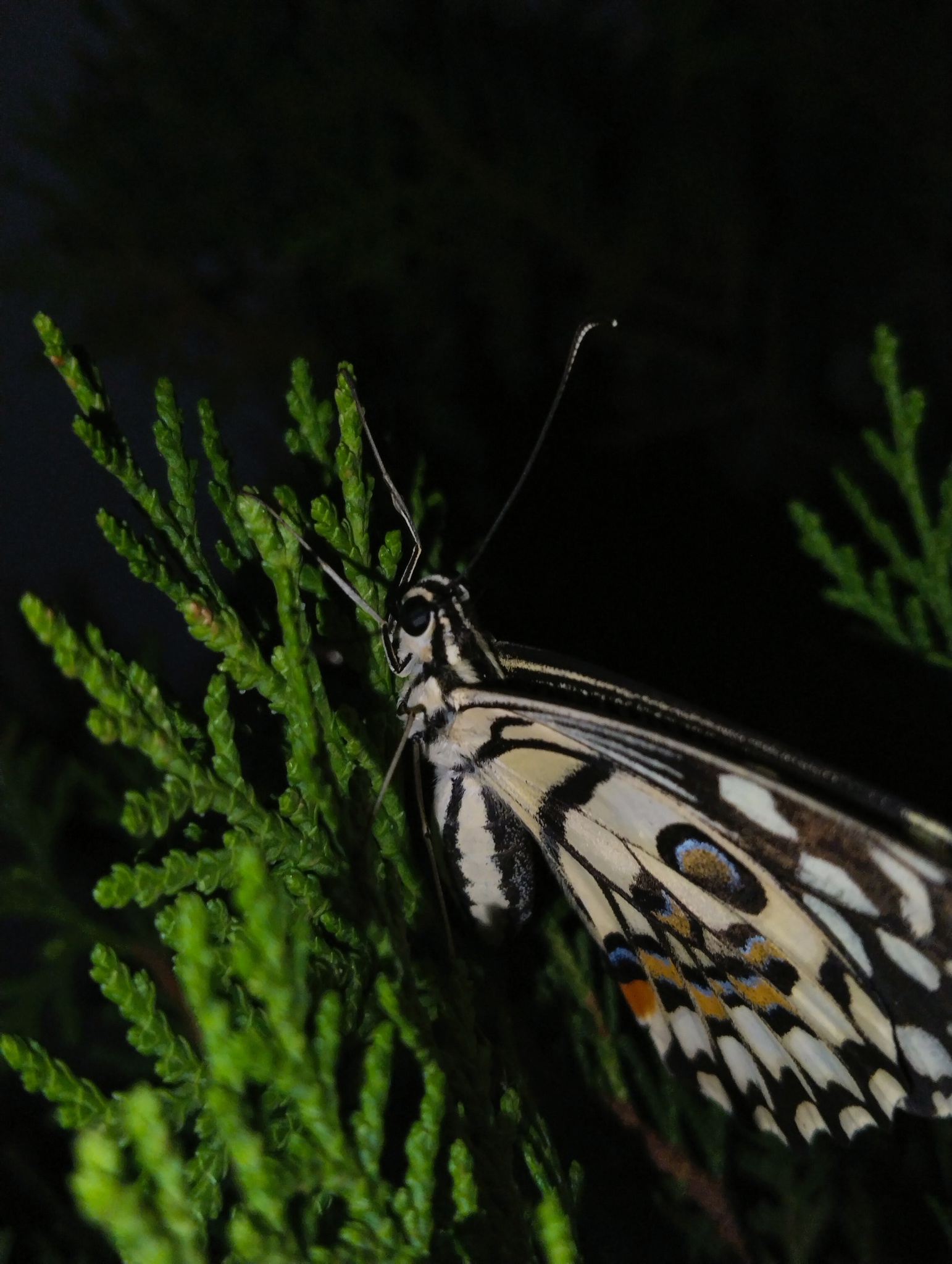 Lime Swallowtail