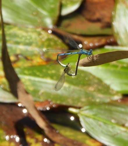 Goblet-marked Damselfly