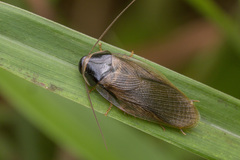 Pycnoscelus
