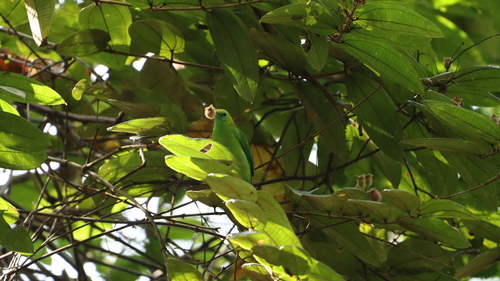 Chloropsis moluccensis