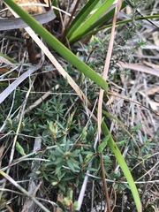 Acrotriche serrulata