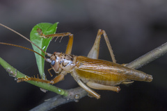 Gryllacris