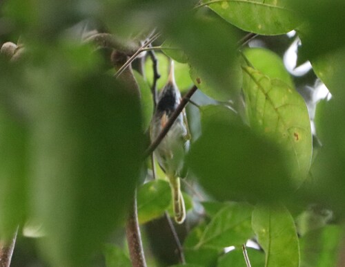 Orthotomus atrogularis