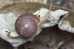 Quantula striata