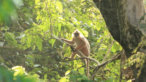 Presbytis melalophos