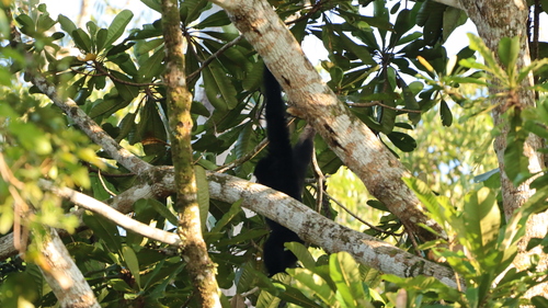 Symphalangus syndactylus