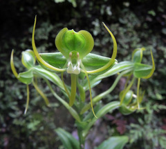 Habenaria jaliscana
