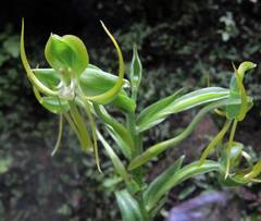 Habenaria jaliscana