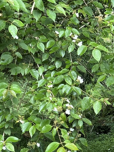 Rosa sambucina