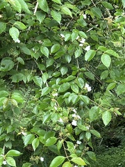 Rosa sambucina