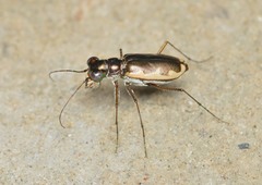 Eunota circumpicta