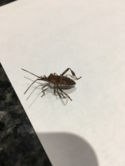 Leptoglossus occidentalis