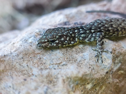 Atlas Day Gecko